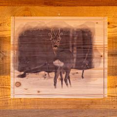 QUADRI IN LEGNO GRANDI CON STAMPA Capriolo