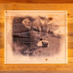 QUADRI IN LEGNO GRANDI CON STAMPA Mucca